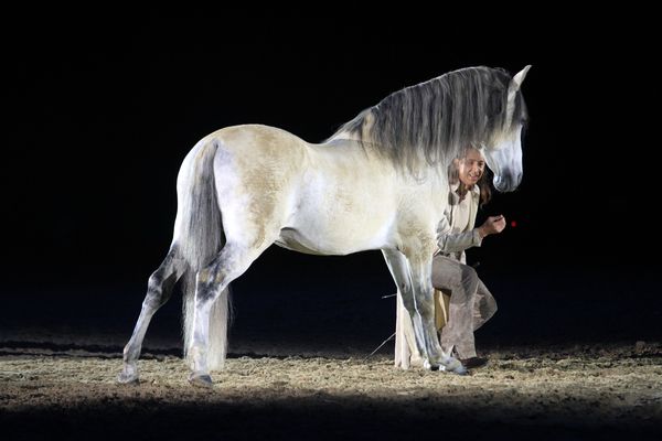 Pferde2011   222.jpg